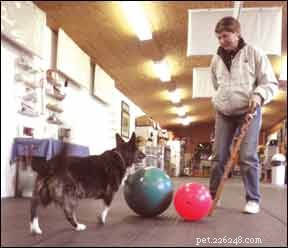 Discover Treibball: The Innovative Herding Sport That Doesn’t Need Sheep