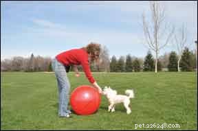 Discover Treibball: The Innovative Herding Sport That Doesn’t Need Sheep