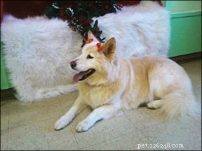 Choosing Your Dog s Name: Why It Matters and How to Pick the Perfect One