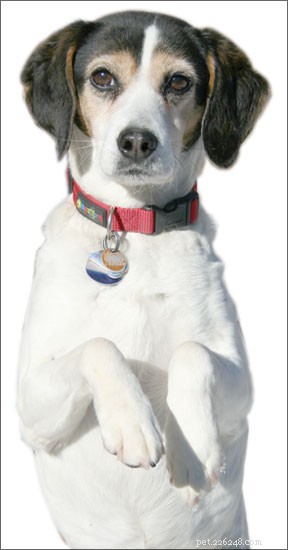 Choosing Your Dog s Name: Why It Matters and How to Pick the Perfect One