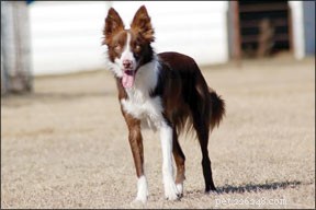 Choosing Your Dog s Name: Why It Matters and How to Pick the Perfect One