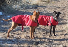 Choosing Your Dog s Name: Why It Matters and How to Pick the Perfect One