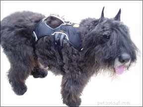 Premium Orthopedic Equipment for Dogs: Enhancing Mobility & Support for Recovery