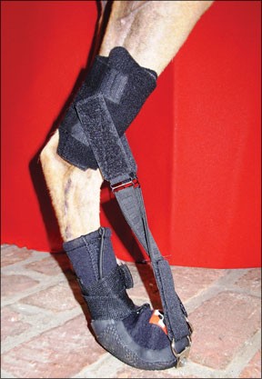 Premium Orthopedic Equipment for Dogs: Enhancing Mobility & Support for Recovery