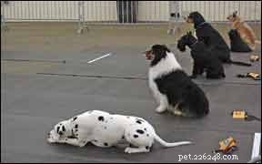 Overcome Training Frustrations: A Guide to Better Dog Behavior