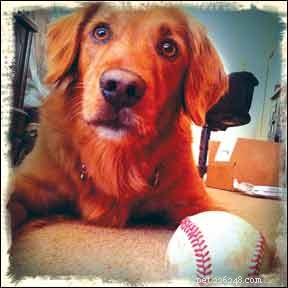 Overcome Training Frustrations: A Guide to Better Dog Behavior