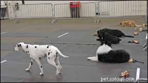 Overcome Training Frustrations: A Guide to Better Dog Behavior