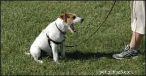 Overcome Training Frustrations: A Guide to Better Dog Behavior