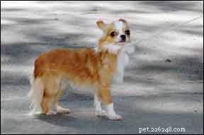 Overcome Training Frustrations: A Guide to Better Dog Behavior