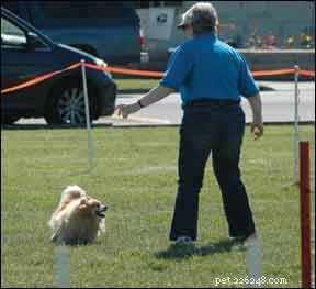 Overcome Training Frustrations: A Guide to Better Dog Behavior