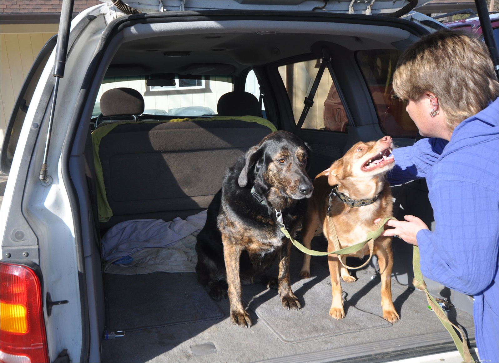 The Most Critical Dog Training Skill: Why ‘Wait’ Tops the List