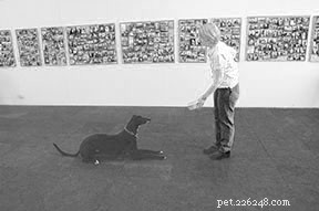 The Most Critical Dog Training Skill: Why ‘Wait’ Tops the List