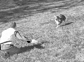 The Most Critical Dog Training Skill: Why ‘Wait’ Tops the List