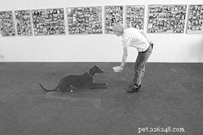 The Most Critical Dog Training Skill: Why ‘Wait’ Tops the List