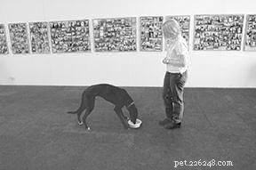 The Most Critical Dog Training Skill: Why ‘Wait’ Tops the List
