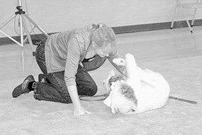 Achieving Victory in Obedience Trials
