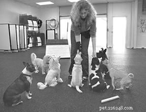 Effective Training Techniques for Small Dogs