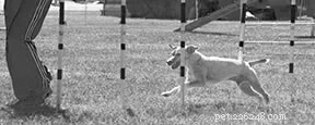 Effective Training Techniques for Small Dogs