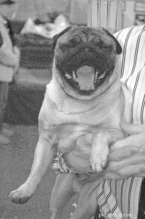 Effective Training Techniques for Small Dogs