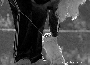 Effective Training Techniques for Small Dogs