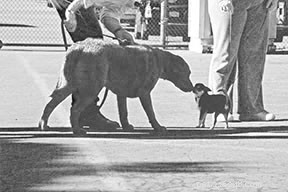 Effective Training Techniques for Small Dogs