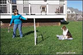 Morning Routine: Keeping Your Dog Safe and Happy