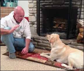 Morning Routine: Keeping Your Dog Safe and Happy