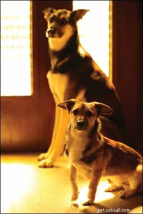 Protect Your Dog When Hosting Guests: 5 Simple Steps