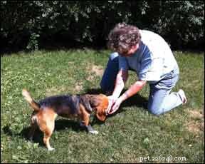 How to Train Your Dog for a Fast, Reliable Recall Every Time