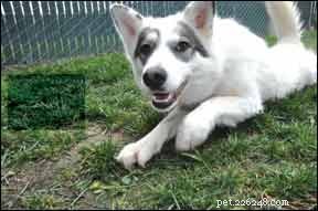 Expert Answers to Your Most Common Dog Training Questions