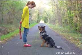 Expert Answers to Your Most Common Dog Training Questions
