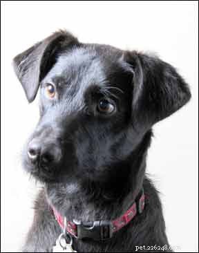 Expert Answers to Your Most Common Dog Training Questions