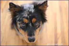 Expert Answers to Your Most Common Dog Training Questions