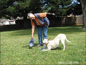 Teach Your Dog the Playful  Take a Bow!  Trick with Easy Steps