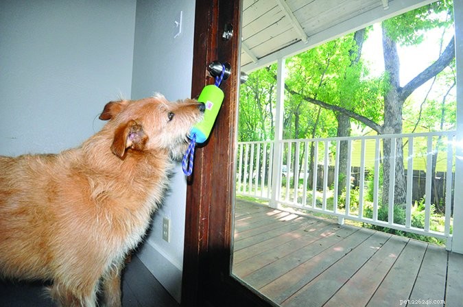 Mastering Outdoor House‑Training: A Proven Guide to Teach Your Dog Bathroom Skills