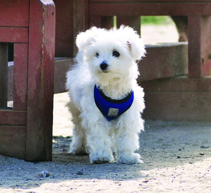 Mastering Outdoor House‑Training: A Proven Guide to Teach Your Dog Bathroom Skills