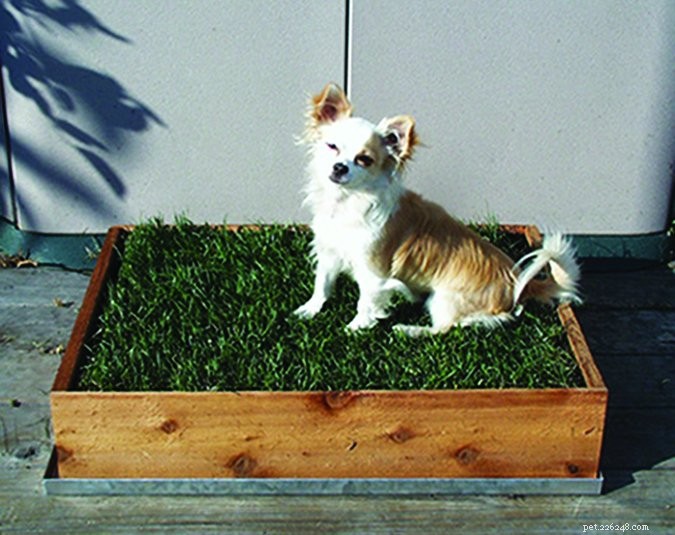 Mastering Outdoor House‑Training: A Proven Guide to Teach Your Dog Bathroom Skills