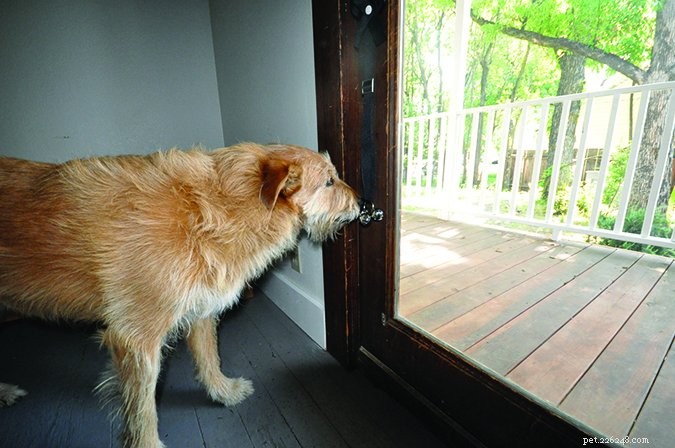 Mastering Outdoor House‑Training: A Proven Guide to Teach Your Dog Bathroom Skills