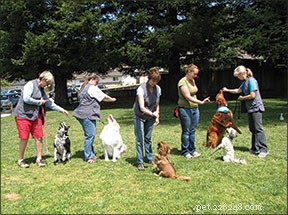 How Teaching Your Dog Tricks Enhances Training: 5 Key Benefits