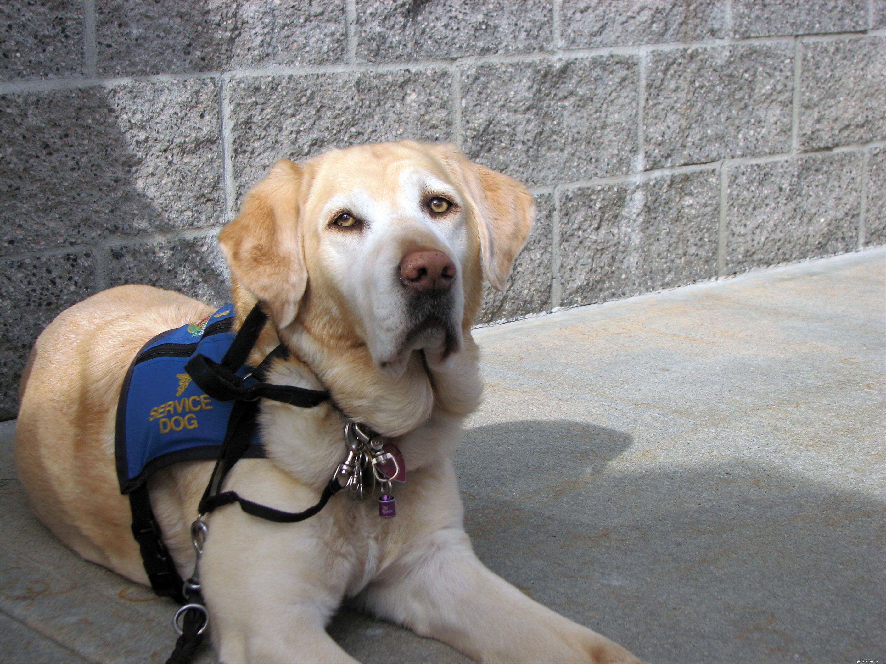 Diabetic Alert Dogs: How Service Canines Detect Blood Sugar Changes