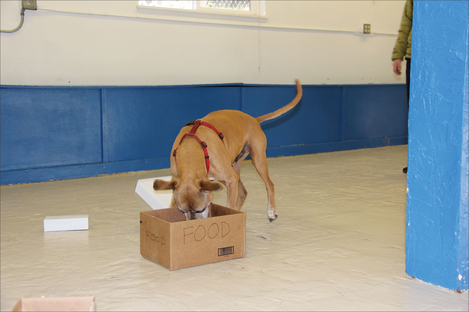 Tia the Pit Bull-Mix: How Nose Work Brings Healing at CCAS