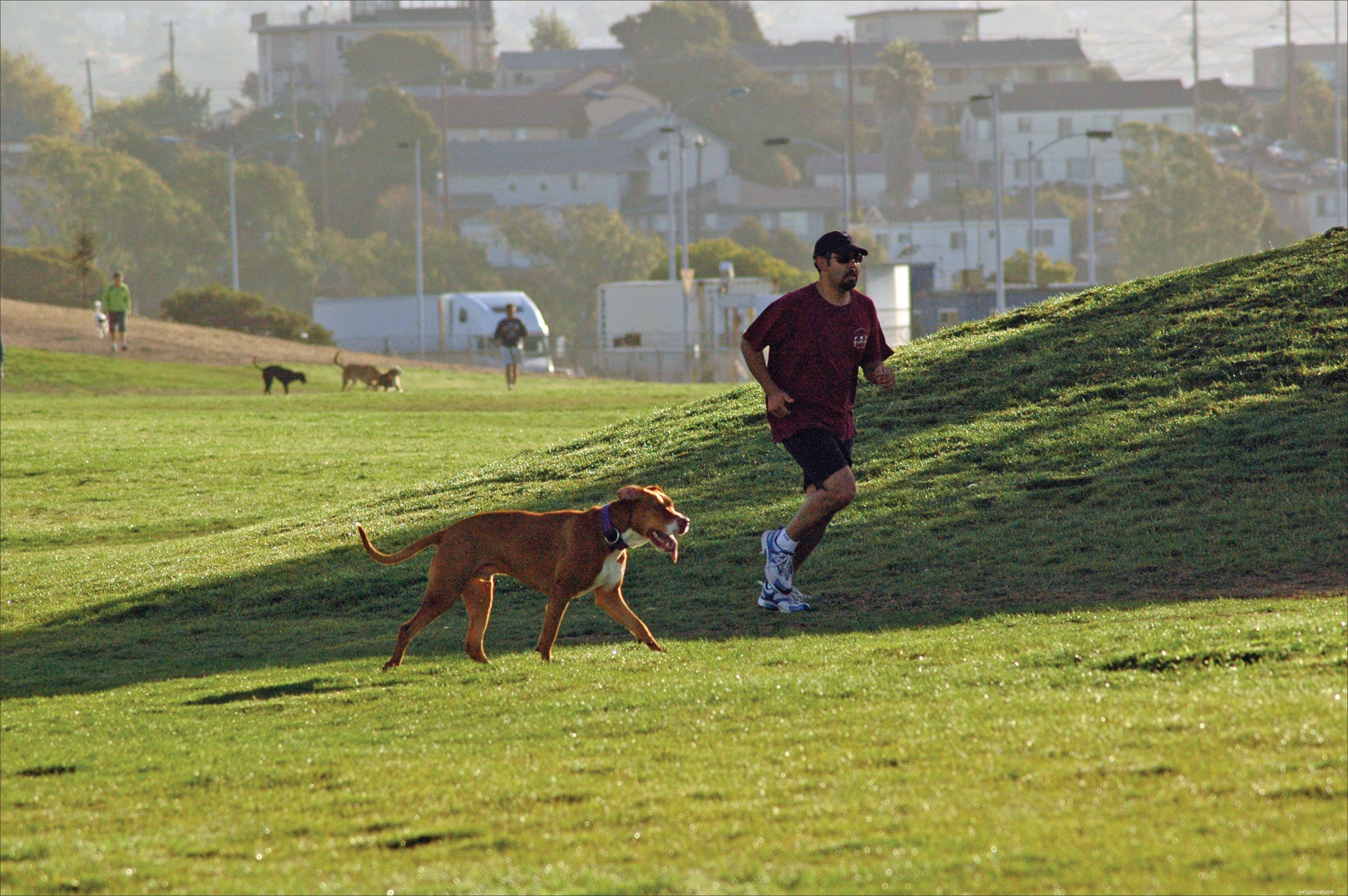 Stay Fit with Your Dog: Easy Exercise Ideas for Busy Lifestyles