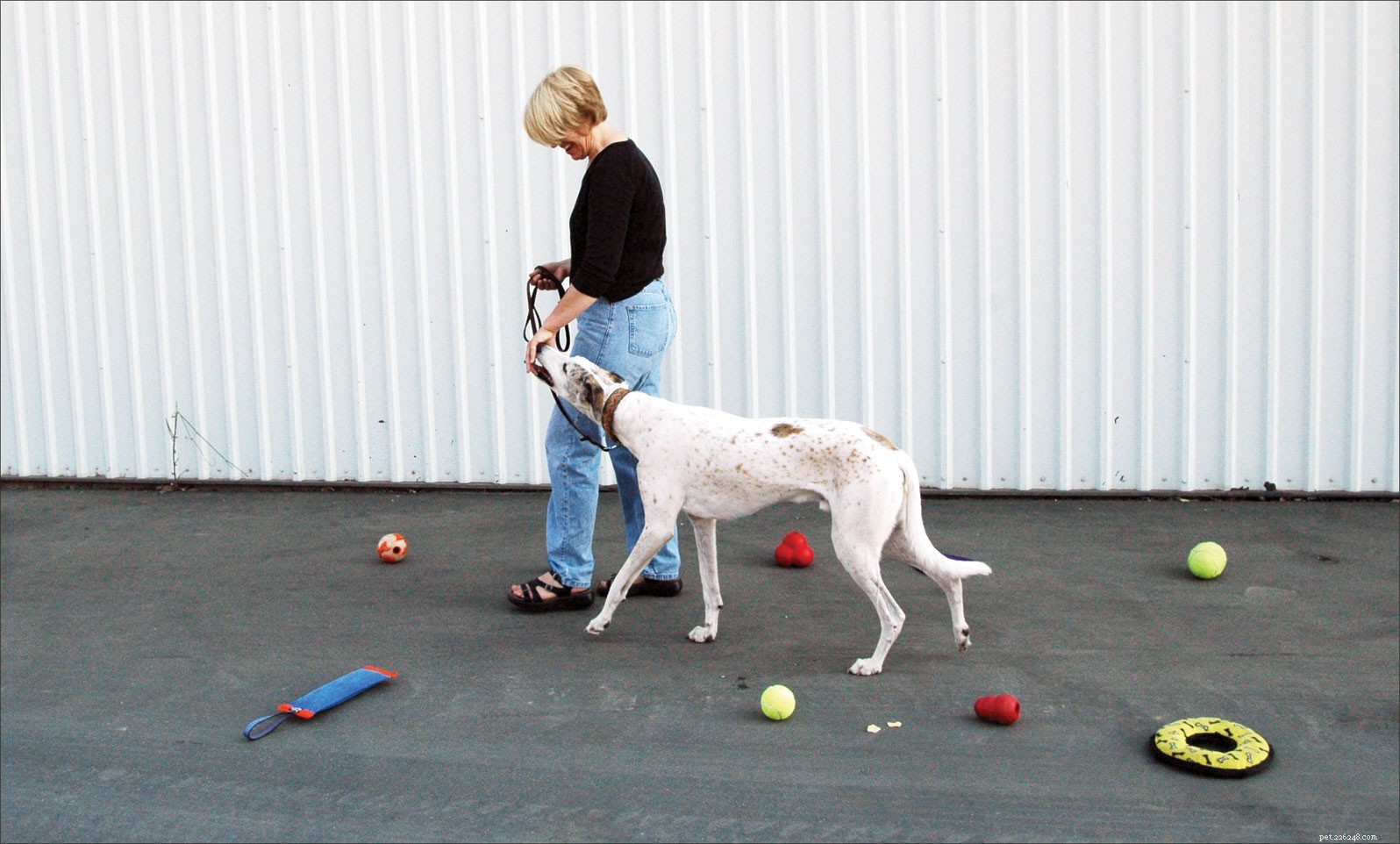 Train Your Dog to Be Polite: Expert Tips & Proven Techniques