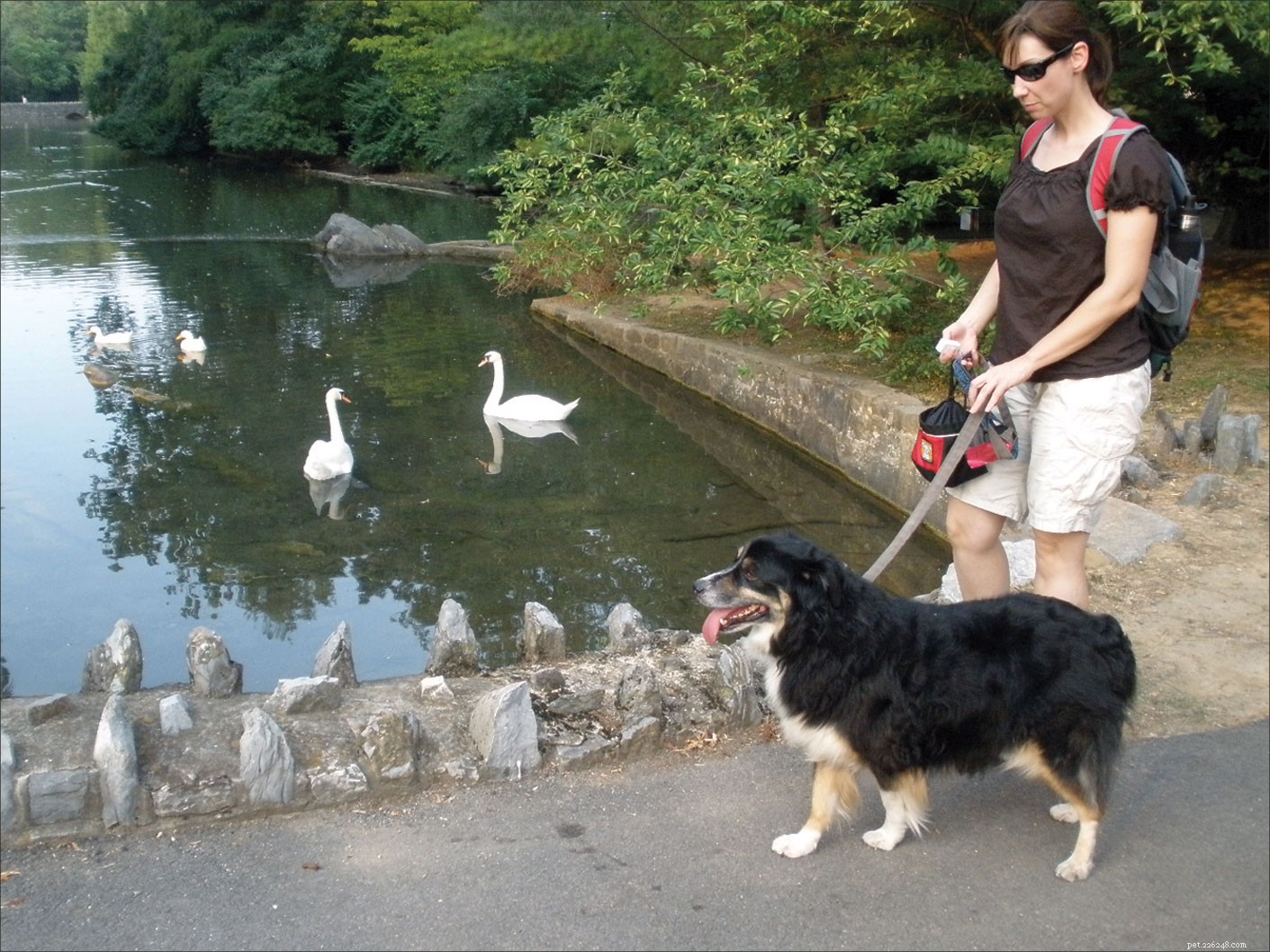 Train Your Dog to Be Polite: Expert Tips & Proven Techniques