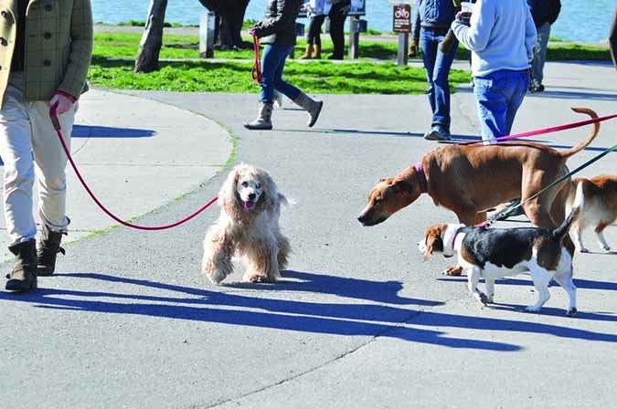 Train Your Dog to Be Polite: Expert Tips & Proven Techniques