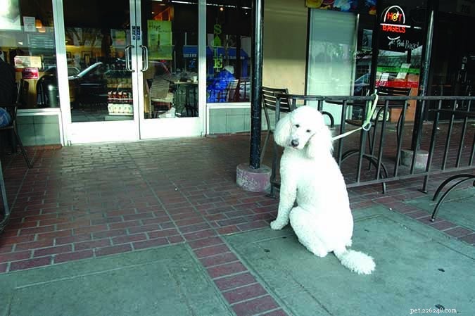 Train Your Dog to Be Polite: Expert Tips & Proven Techniques
