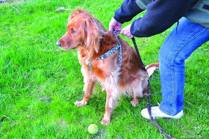 Unlocking the Meaning Behind Dog Trainer Titles: What the Letters Reveal