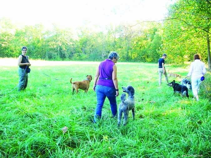 Unlocking the Meaning Behind Dog Trainer Titles: What the Letters Reveal