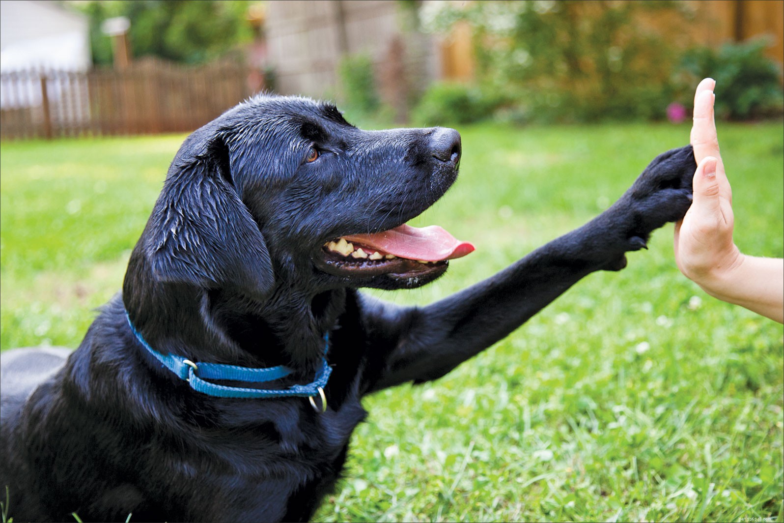 Positive Dog Training: Turning Playful Tugs into Calm Confidence