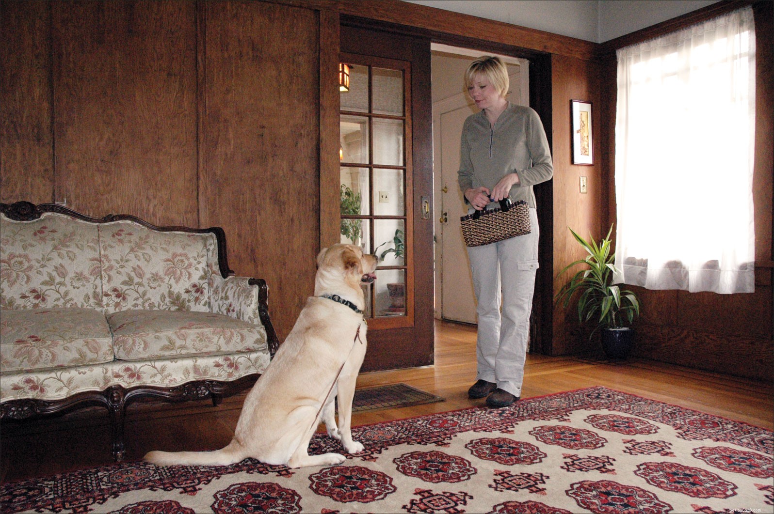 Expert Home Dog Training: Personalized Sessions for Your Furry Friend